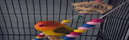 Lovebirds birds for sale: Lovebird  in Bicester - Advert 2
