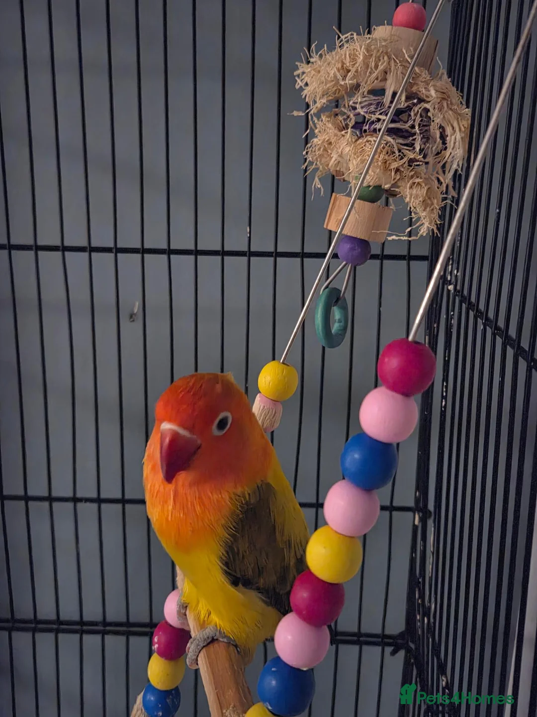 Lovebirds birds for sale: Lovebird  in Bicester - Advert 2