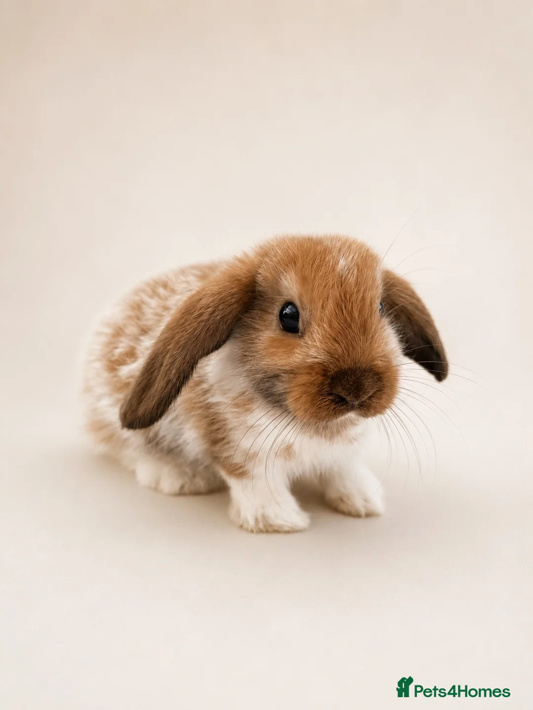 Mini Lop rabbits for sale: 🐰 Mini Lop Bunnies - Ready to reserve 🐰 - Advert 7