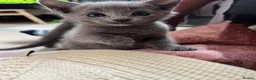 Russian Blue cats for sale: Pedigree Russian Blue Kittens - Advert 15