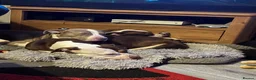 Mixed Breed dogs for sale: 6 month old kilo  in Birmingham - Advert 1