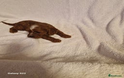 Cavapoo dogs for sale: Fox Red Cavapoo F1 Puppies  - Image 10