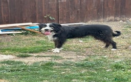 Mixed Breed dogs for sale: 18 month old bearded collie bitch - Image 1