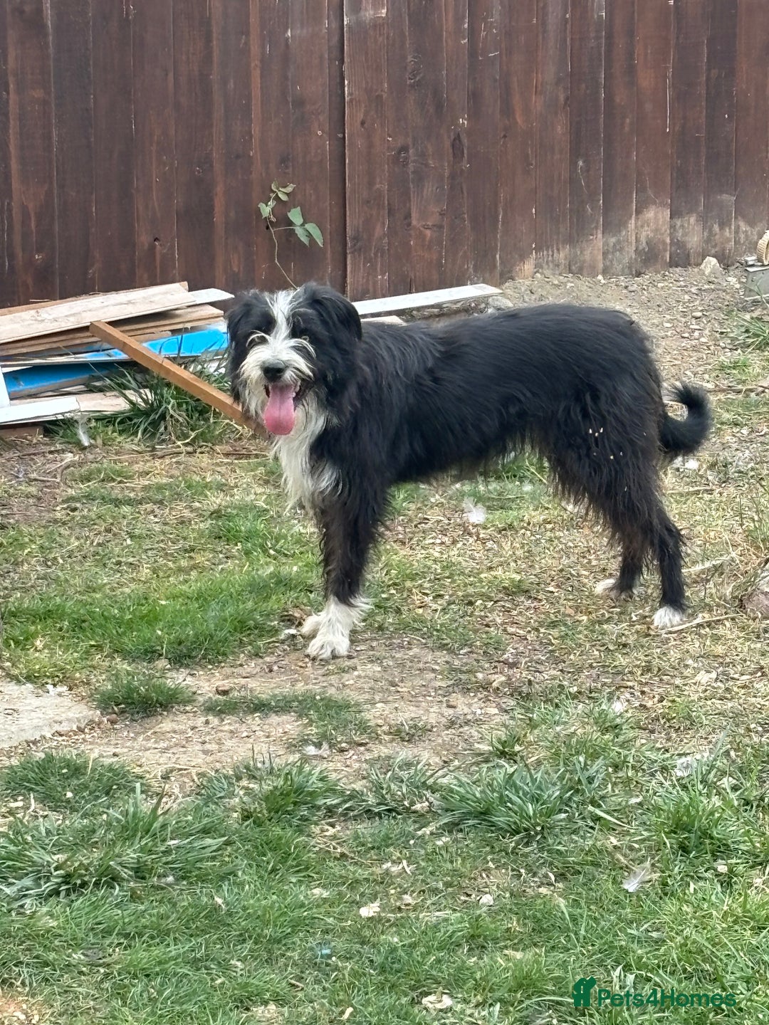 Mixed Breed dogs for sale: 18 month old bearded collie bitch - Image 1