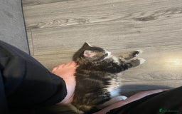 Maine Coon cats for sale: Maine Coon Mix - Image 4