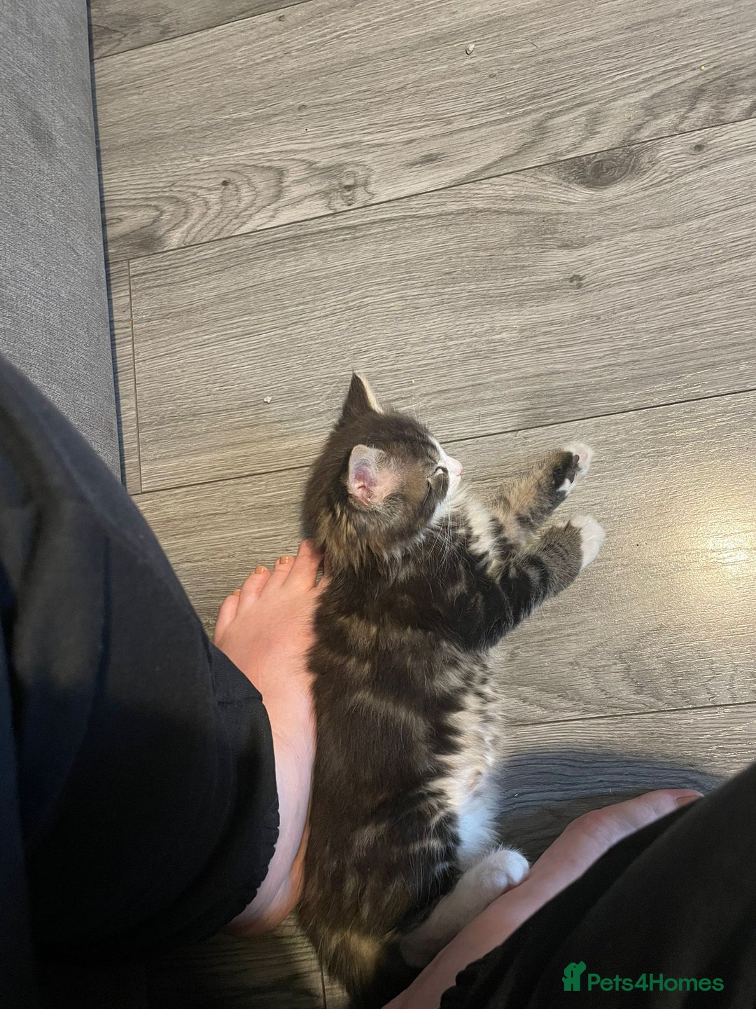 Maine Coon cats for sale: Maine Coon Mix - Image 4