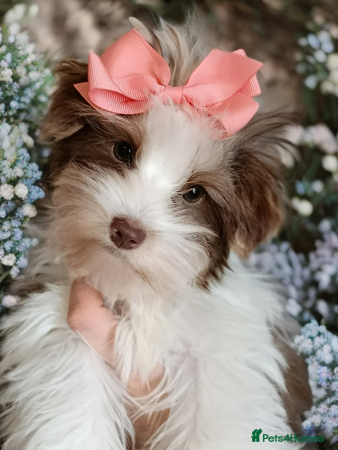 Yorkshire Terrier dogs for sale: Luxury Yorkshire terrier Biro🤎🤍 - Advert 2