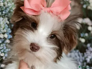 Yorkshire Terrier dogs Luxury Yorkshire terrier Biro🤎🤍 - Advert 1