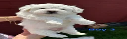 Bichon Frise dogs for sale:     🐶 6 Adorable Puppies Looking for a Home - Advert 20