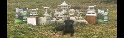 Labrador Retriever dogs for sale: Champion lab puppies  - Advert 2