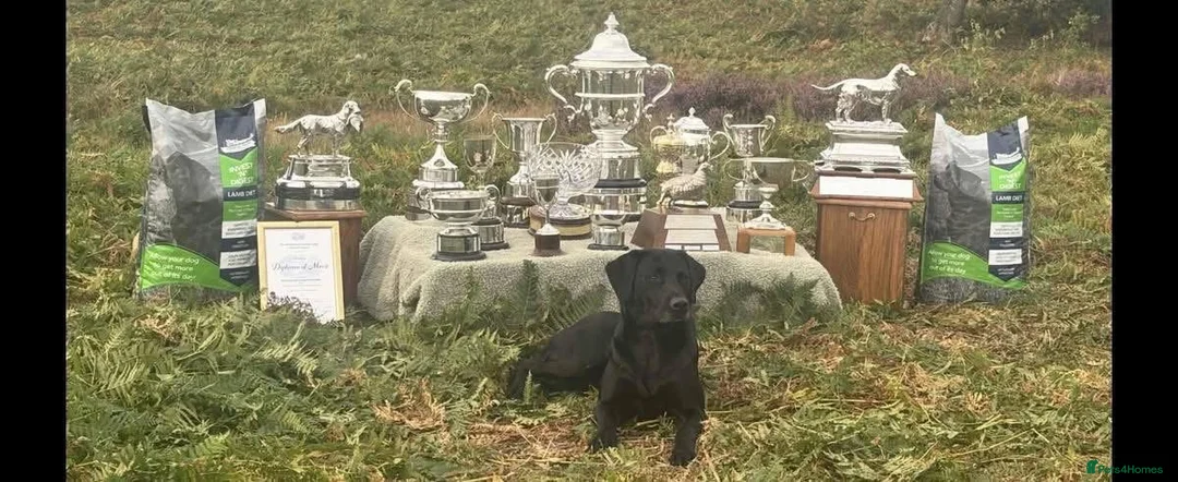 Labrador Retriever dogs for sale: Champion lab puppies  - Advert 2