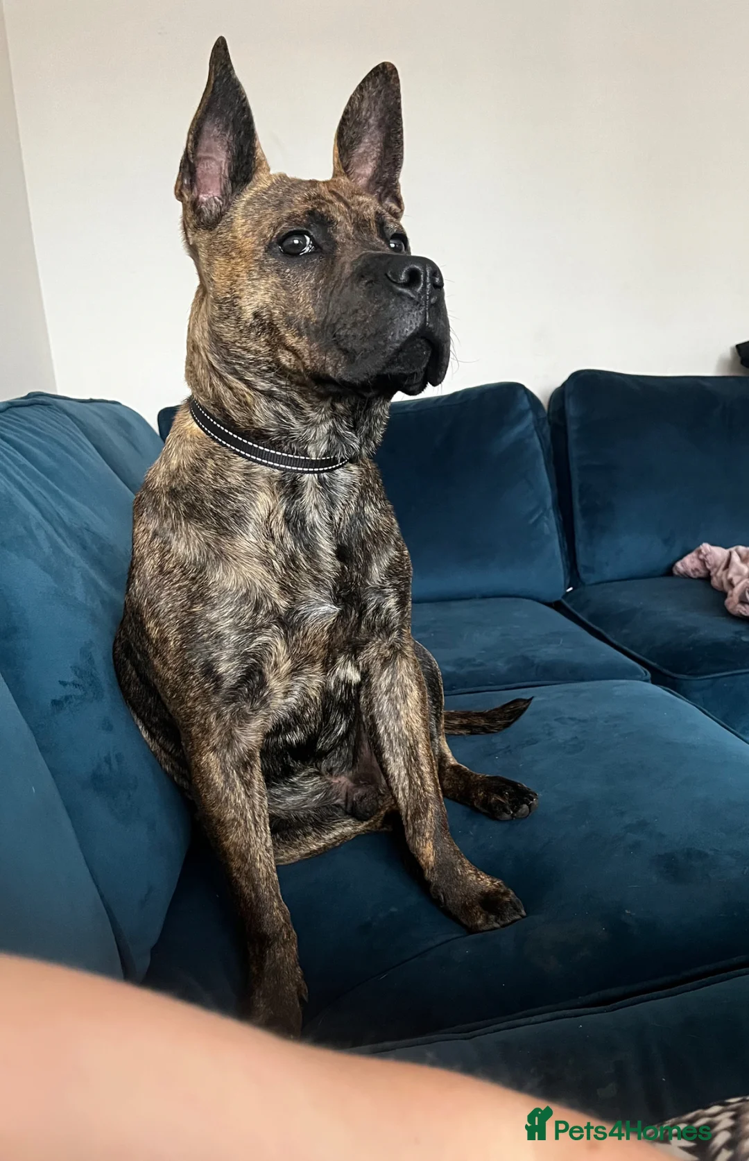 Mixed Breed dogs for sale: Please Read Properly Before Enquiring! - Advert 2