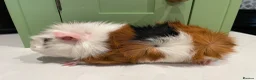 Guinea Pig rodents for sale: Beautiful Male Abyssinian Guinea Pig - Advert 3