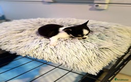 Chihuahua dogs for sale: Chihuahua  - Image 15