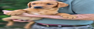 Labrador Retriever 2