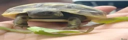Hermann Tortoise reptiles for sale: Baby Herman Tortoise  in Belvedere - Advert 3