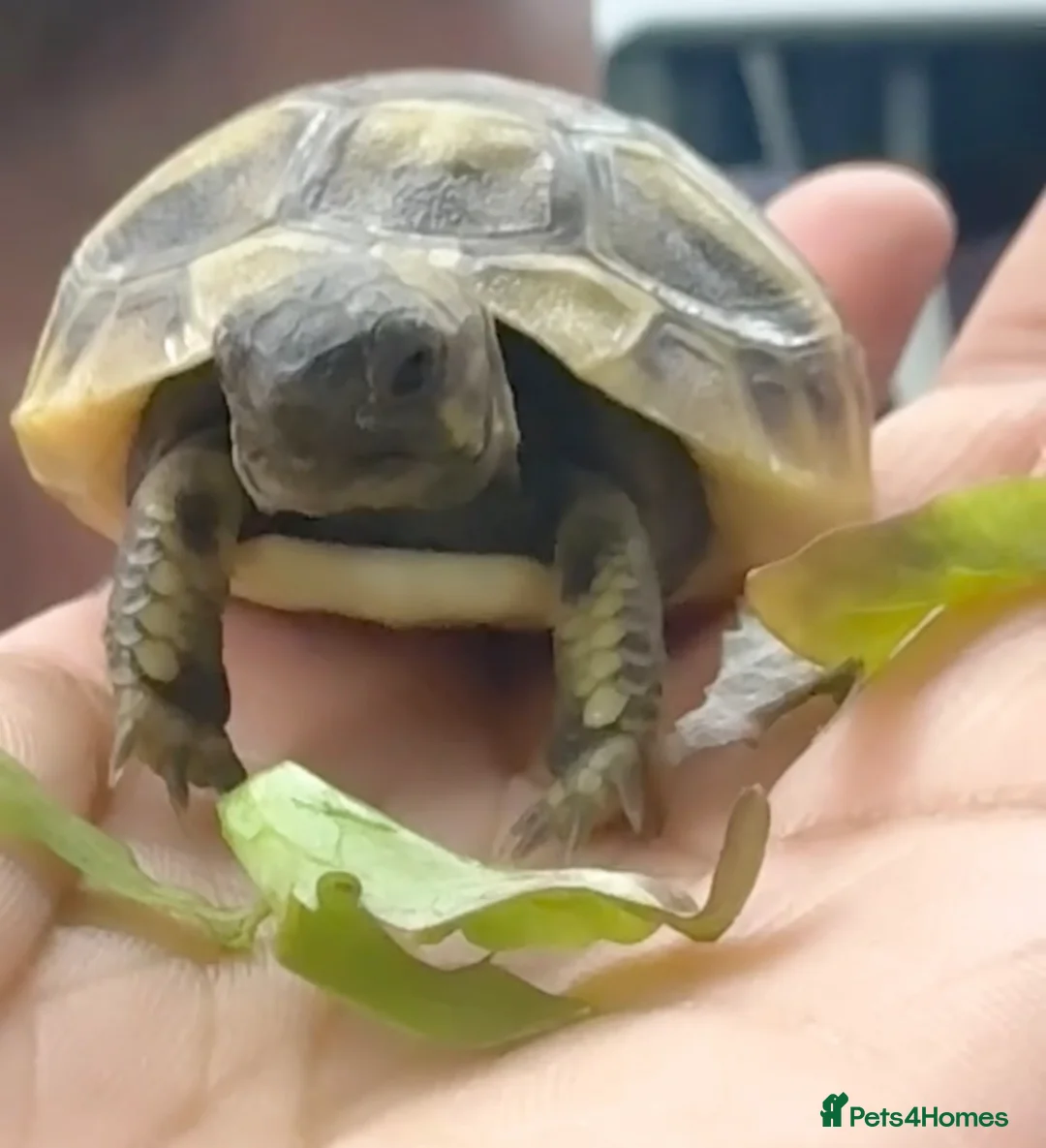 Hermann Tortoise reptiles for sale: Baby Herman Tortoise  in Belvedere - Advert 3