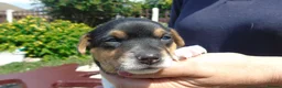 Jack Russell dogs for sale: Tri coloured JackRussell Terriers for sale - Advert 7