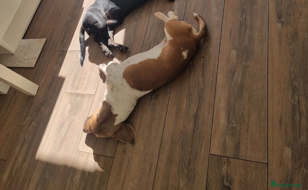 Mixed Breed dogs for sale: Minautre daschund/french bulldog  - Image 3