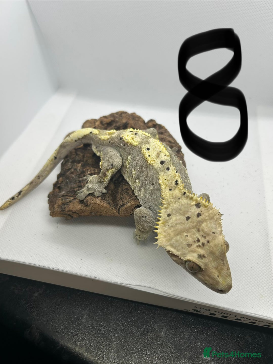 Gecko reptiles for sale: Crested geckos - Advert 1