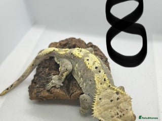 Gecko reptiles Crested geckos - Advert 13