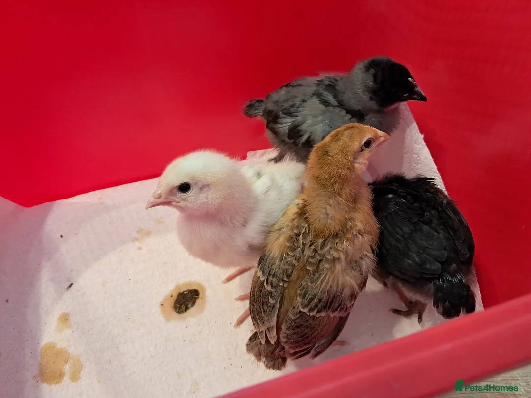 Mixed Breed birds for sale: Baby chicks - Mixed breeds  in Hitchin - Advert 1