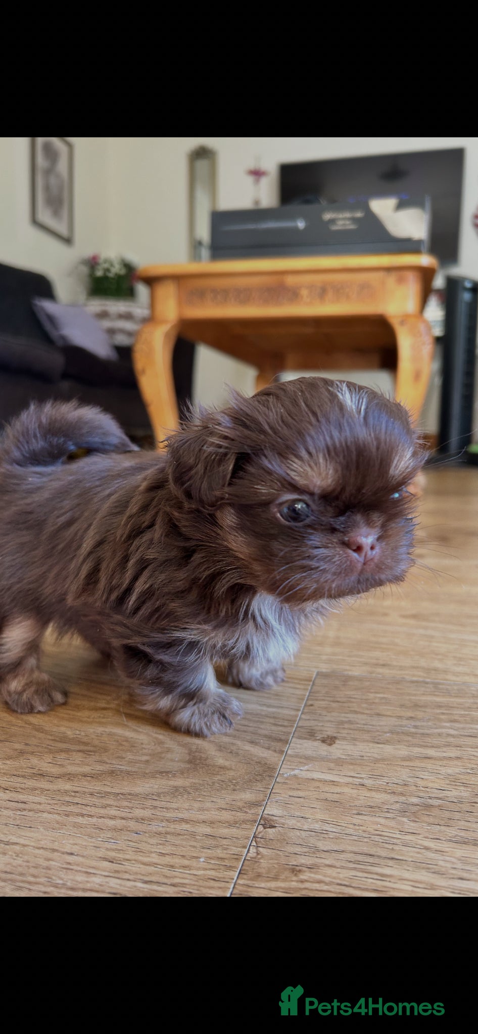 Shih Tzu dogs Quality dobie litter of KC imperial Shih Tzus  - Advert 1