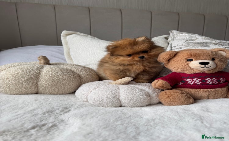 Pomeranian dogs - Advert 4