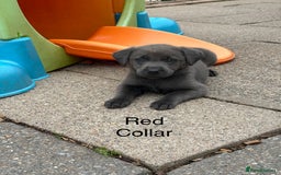 Labrador Retriever dogs for sale: Beautiful Silver & Charcoal KC Labs - Image 13