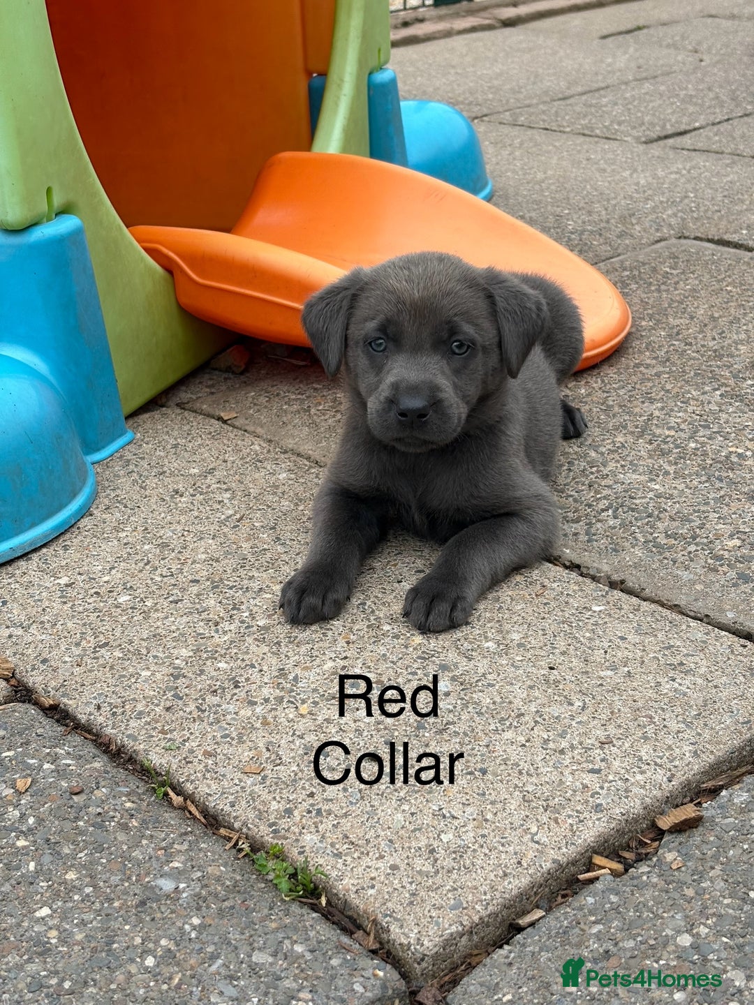 Labrador Retriever dogs for sale: Beautiful Silver & Charcoal KC Labs - Image 13