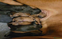 Mixed Breed dogs for sale: 7 Douge De Bordeaux X Presa Canario  - Image 2