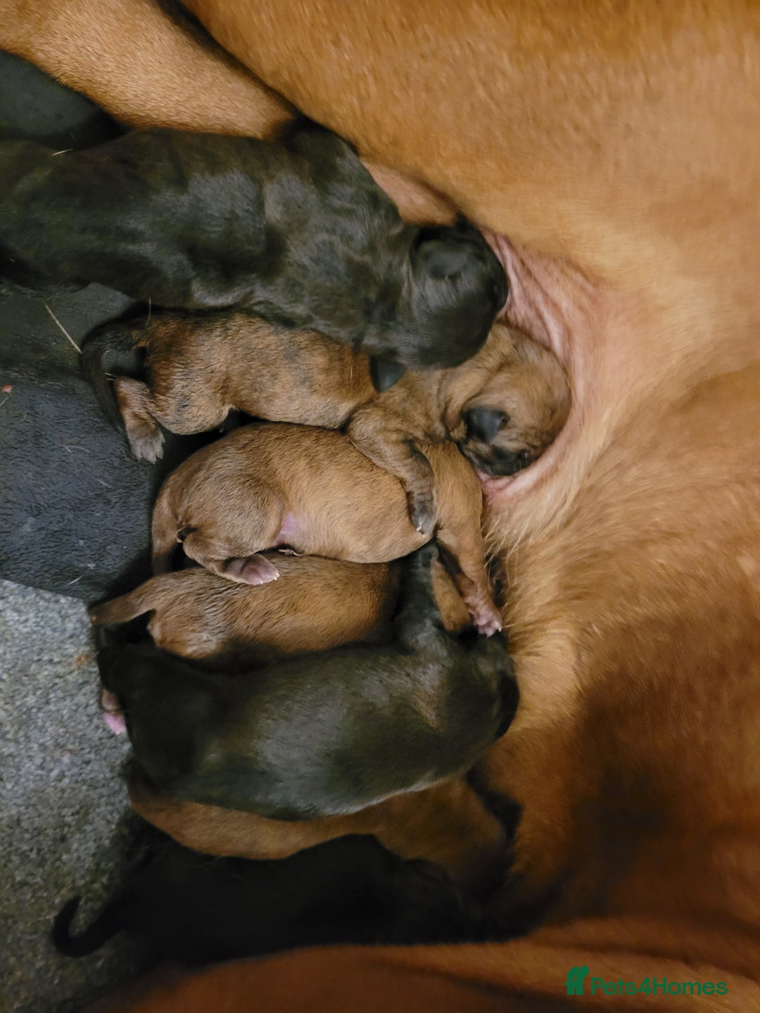 Mixed Breed dogs for sale: 7 Douge De Bordeaux X Presa Canario  - Image 2