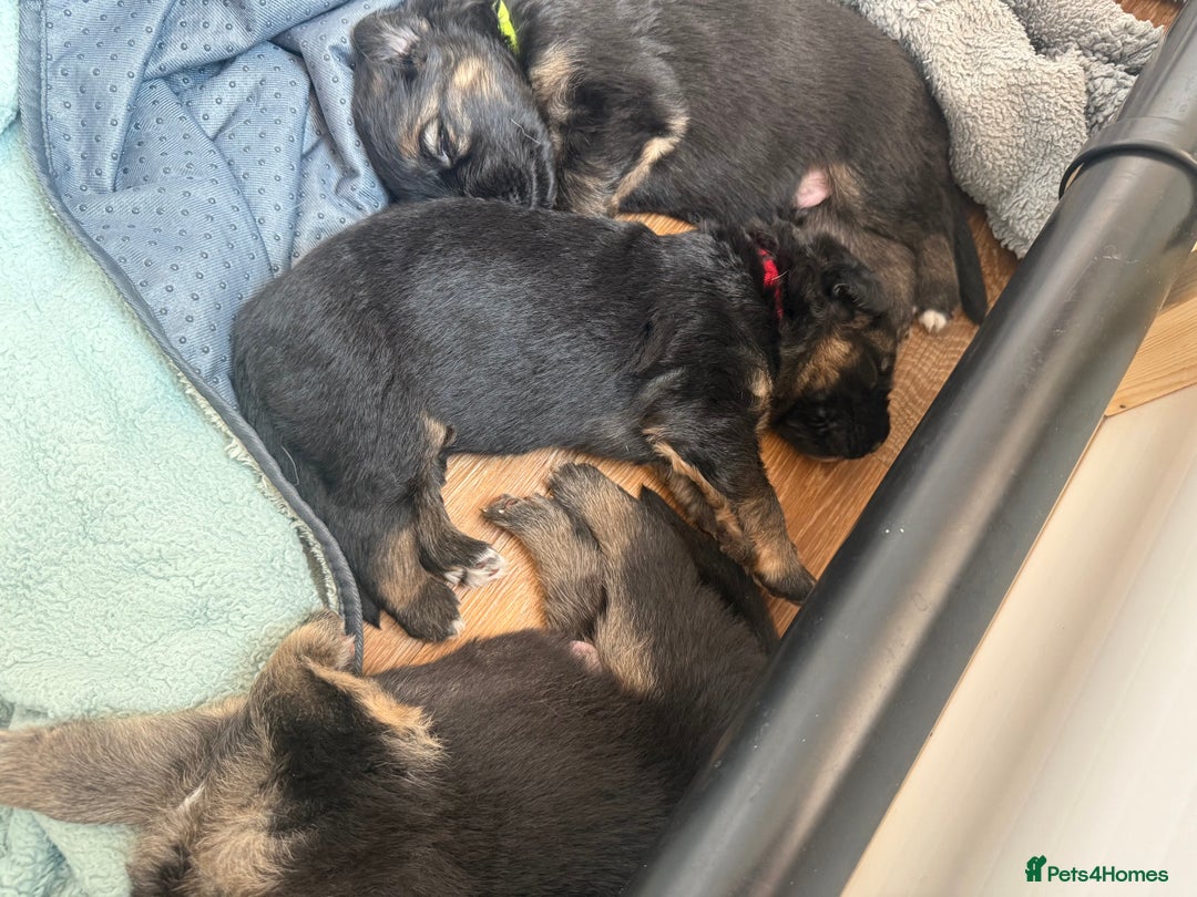 German Shepherd dogs for sale: Only 1 boy left Kc German Shepherd Puppies in Canvey Island - Image 8