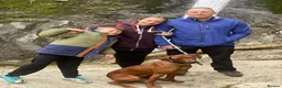 Rhodesian Ridgeback dogs for sale: Beautiful Rhodesian Ridgeback puppies-Family pet - Advert 12