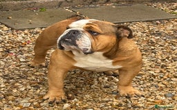 English Bulldog dogs for stud:  Walter  in Highbridge - Image 21