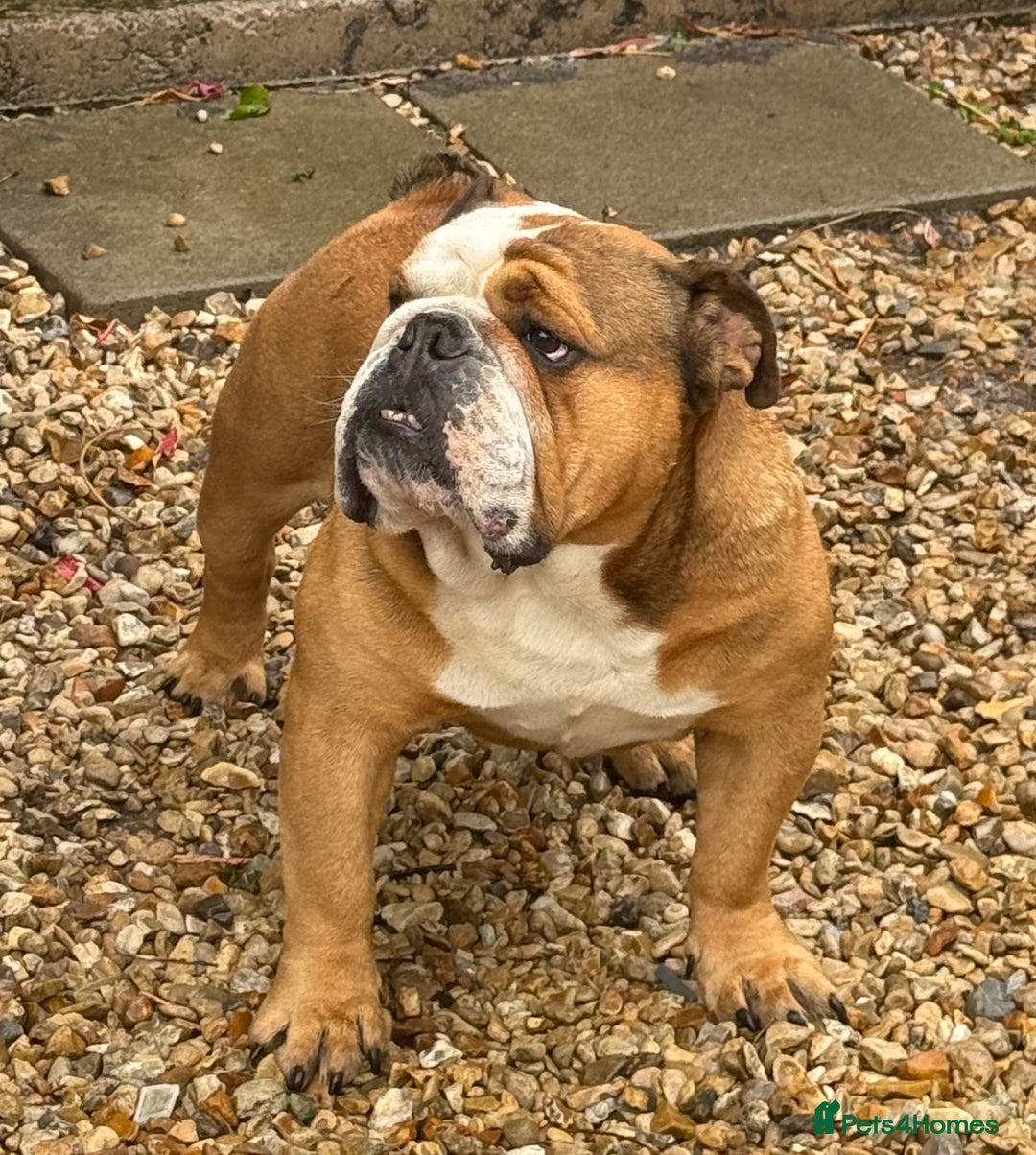 English Bulldog dogs for stud:  Walter  in Highbridge - Image 21