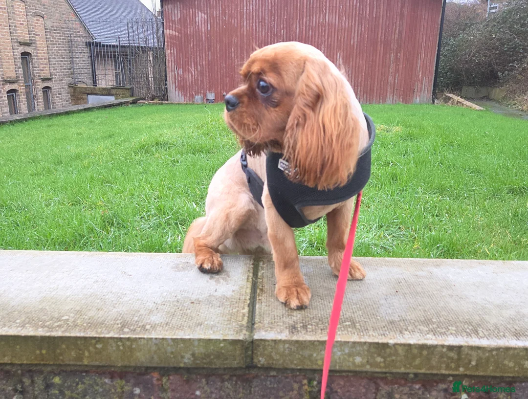 Cavalier King Charles Spaniel dogs for stud: Extensively health tested ruby STUD - Advert 5