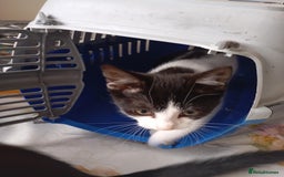 Mixed Breed cats for sale: ✨ Two Adorable Brown Kittens Boys ✨ - Image 3