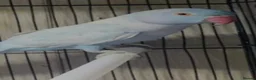 Ringnecks birds for sale: Lovely ringneck pied girl - Advert 3