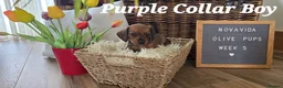 Miniature Dachshund dogs for sale: KC Registered Miniature Dachshund - beautiful Reds - Advert 11