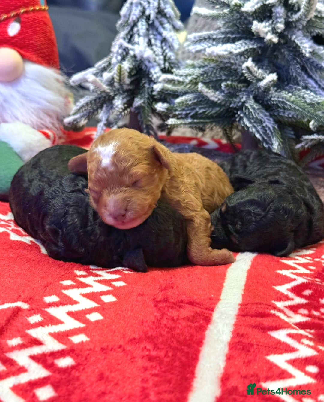 Toy Poodle dogs for sale: Beautiful Red & Phantom Toy Poodle's! KCregistered - Advert 14