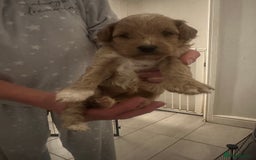 Toy Poodle dogs for sale: Toy poodle puppy for sale  - Image 1