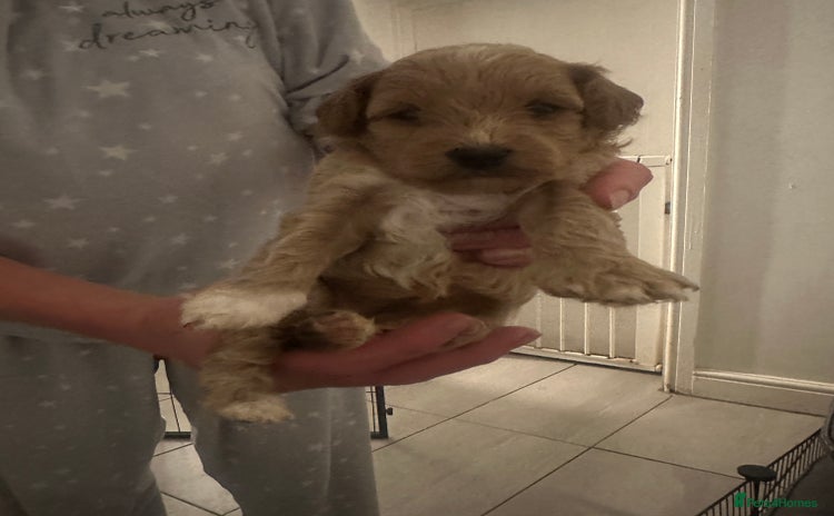 Toy Poodle dogs - Advert 4