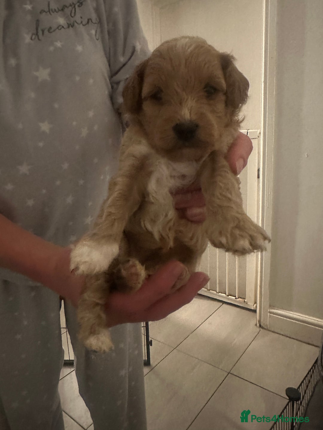 Toy Poodle dogs for sale: Toy poodle puppy for sale  - Image 1