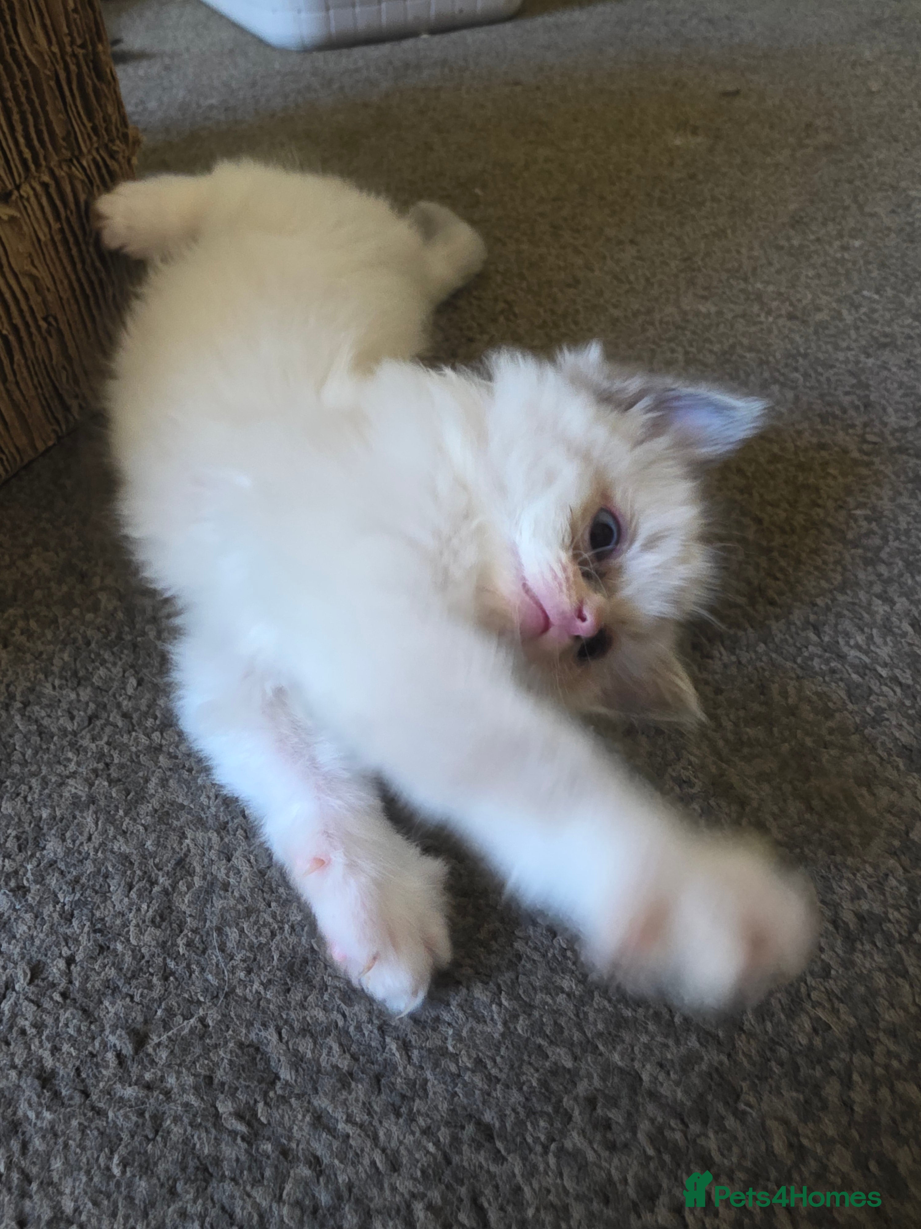 Ragdoll cats for sale: Gorgeous ragdoll kittens  - Advert 16