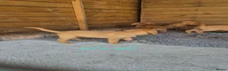 Labrador Retriever dogs for sale: Health Tested KC FoxRed Working Labrador Puppies  - Advert 4
