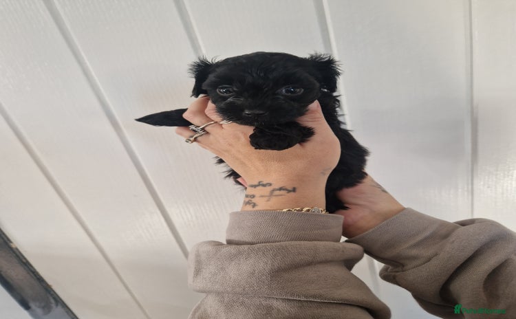 Maltipoo dogs Korean F1 Health tested Maltipoo puppies  - Advert 12