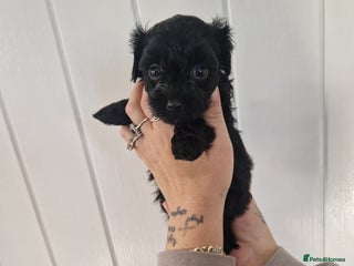 Maltipoo dogs Korean F1 Health tested Maltipoo puppies - Advert 11