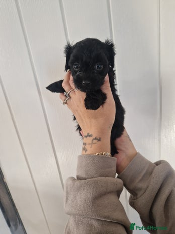 Maltipoo dogs Korean F1 Health tested Maltipoo puppies - Advert 5