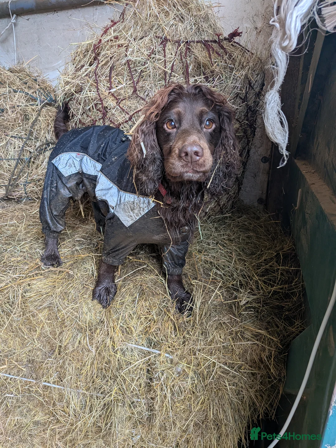 Mixed Breed dogs for sale: 3 female puppies Chihuahua x cocker - Advert 2